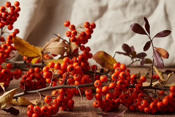 Clusters of red pyracantha berries in a rustic bowl on a walnut surface with winemaking equipment nearby